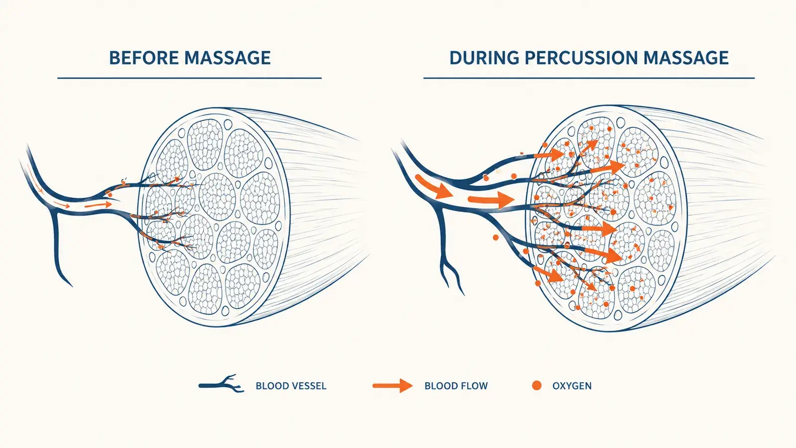 Diagram showing blood flow and oxygen delivery in a muscle fiber during percussion massage